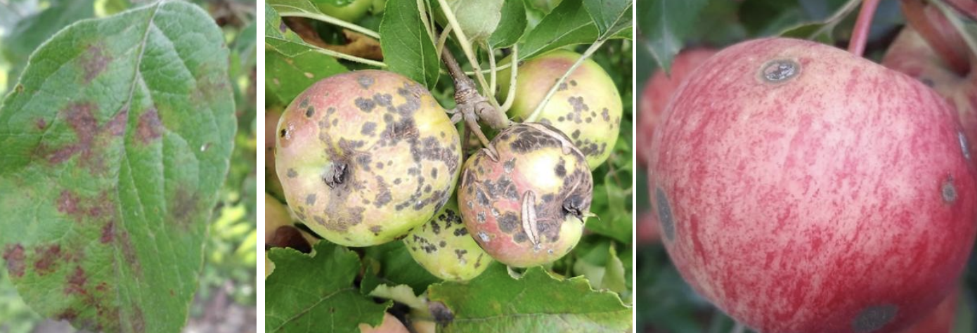 <p><strong>Type:</strong> Fungal disease<br><strong>Life cycle:</strong> Seasonal, recurring annually<br><strong>Key persistence / spread:</strong> Spores overwinter on fallen leaves<br><strong>Farming systems:</strong> Orchards</p><p><strong> How to identify</strong></p><p>Symptoms first appear as dark olive or black spots on leaves, often velvety in texture. As infection progresses, leaves may curl or drop prematurely.</p><p>Fruit develops rough, cracked lesions that reduce market quality. Infections occur early in the growing season under humid conditions.</p><p>The disease spreads rapidly in wet weather and is closely linked to leaf litter presence.</p><p>Symptoms are most obvious in spring and early summer.</p>