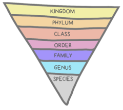 <p>Kingdom</p><p>Phylum</p><p>Class</p><p>Order</p><p>Family</p><p>Genus</p><p>Species</p>