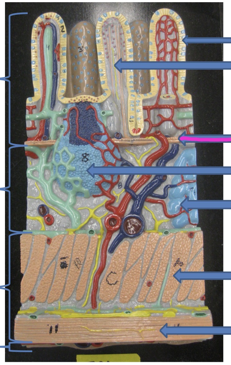 knowt flashcard image