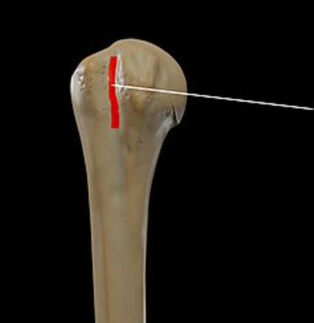 <p>What bone landmark is this within the <strong>Humerus </strong></p>