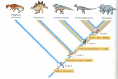 <p>cladistics</p>