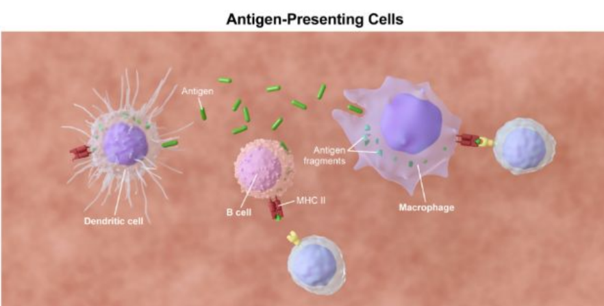 <ul><li><p>Innate immune cells that <strong>scan </strong>tissues using <strong>pinocytosis </strong>(cell “drinking” of fluids and solutes) and <strong>phagocytosis </strong>(cell “eating” of solid particles)</p></li><li><p><strong>Antigen-presenting</strong> cells that migrate to the <strong>lymph nodes </strong>to activate <strong>adaptive immunity</strong></p></li></ul><p></p>