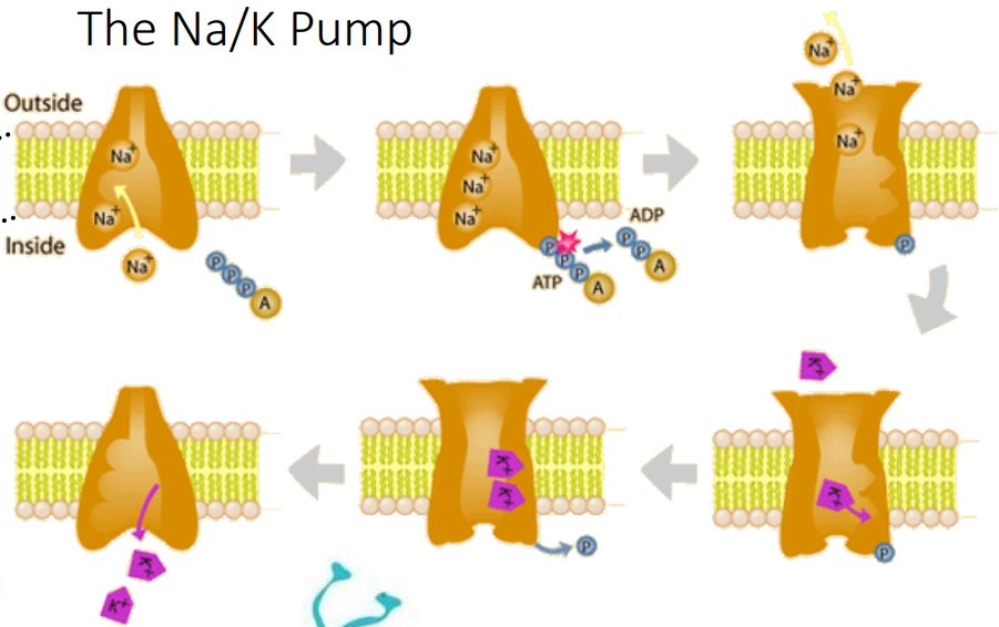 <p>Ionic gradient under normal conditions:</p><ul><li><p>Na<sup>+</sup>: high outside, low inside</p></li><li><p>K<sup>+</sup>: high inside, low outside</p></li></ul><p></p><p>The Na/K pump is an active transporter that is important in setting the membrane potential of neurones. </p><ol><li><p><span>Inside-facing opening binds </span><strong>3 Na⁺</strong></p></li><li><p><strong>1 ATP hydrolysed</strong><span> → conformational change opens outward</span></p></li><li><p><span>3 Na⁺ released </span><strong>outside</strong><span>; pump loses Na⁺ affinity, gains K⁺ affinity</span></p></li><li><p><strong>2 K⁺ bind</strong><span> outside (no ATP needed)</span></p></li><li><p><span>Conformational change returns pump to original shape; 2 K⁺ released </span><strong>inside</strong></p></li></ol><p></p><p>Net per cycle:</p><ul><li><p>3 Na<sup>+</sup> out</p></li><li><p>2 K<sup>+</sup> in</p></li><li><p>1 ATP hydrolysed</p></li><li><p>Net outward positive charge</p></li></ul><p></p>