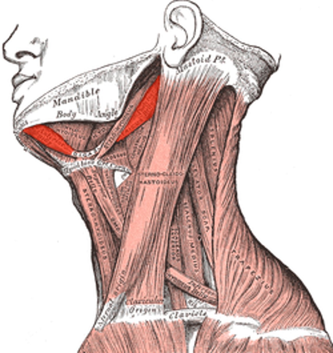 <p>Consists of two bellies united by an intermediate tendon, forming a V shape under the chin</p><p>*Opens mouth and depresses mandible</p>