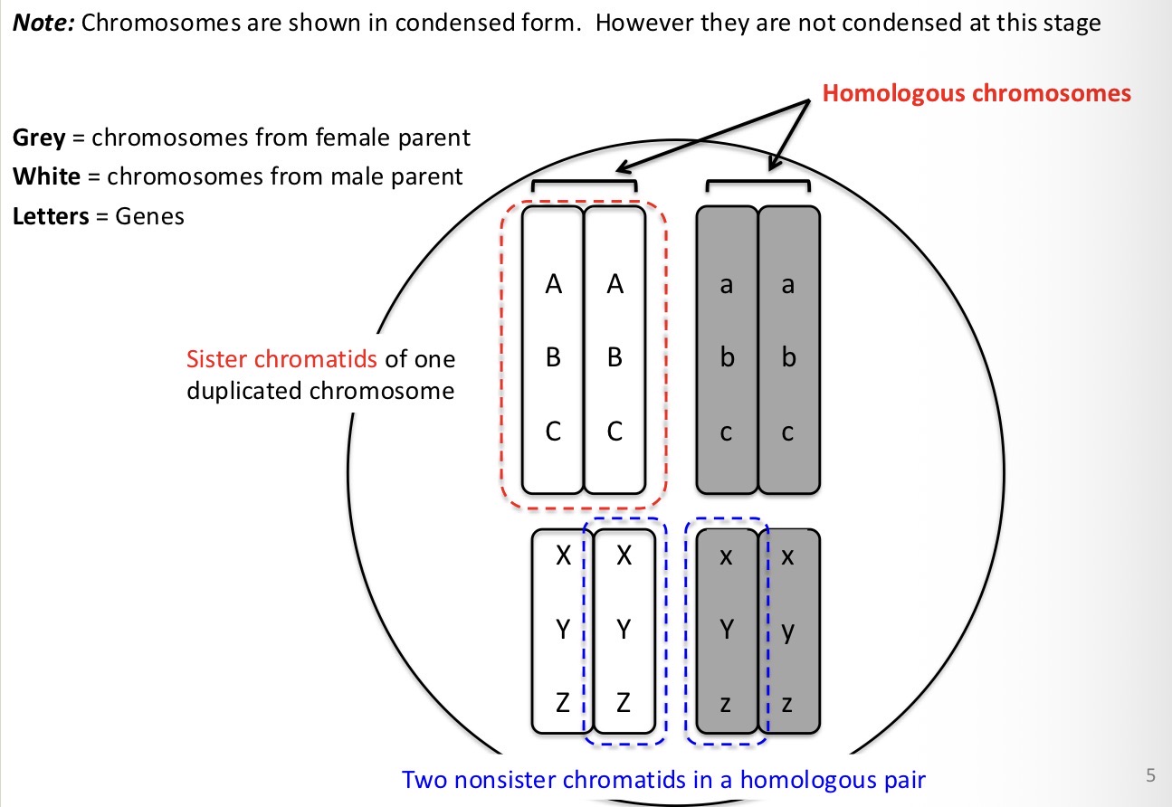 <p>Different versions of the same gene (A and a)</p>