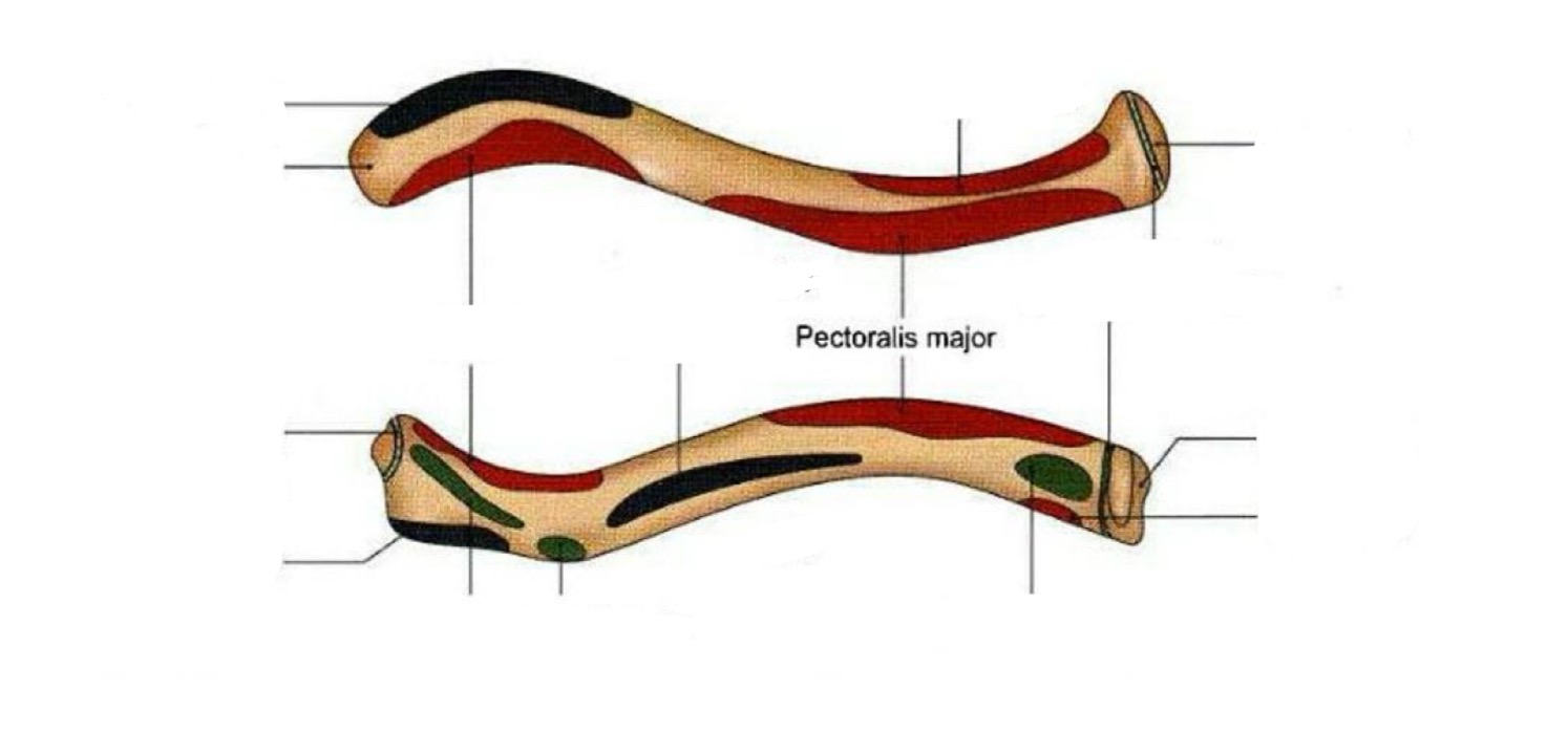 <p>Pectoral major</p>