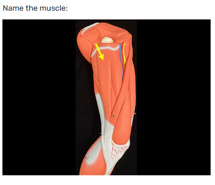 term image
