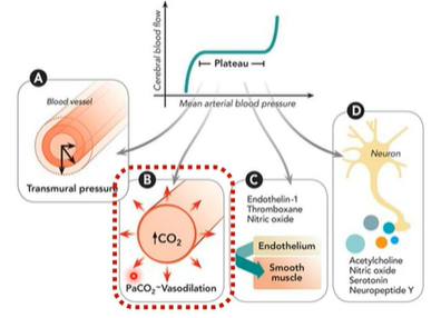 <p>vasodilation according to <span style="color: purple;">amount of CO2</span></p><p></p><p>Local metabolic activity strongly influences vascular tone.</p><p></p><p>Increases in CO₂ (PaCO₂) and other metabolites cause vasodilation, increasing blood flow to match metabolic demand.</p><p></p><p>Cerebral vessels are particularly sensitive to CO₂ levels, making it a major regulator of cerebral perfusion</p>