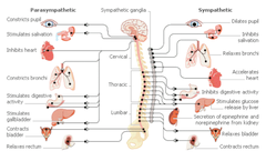 <p>Physiology</p>