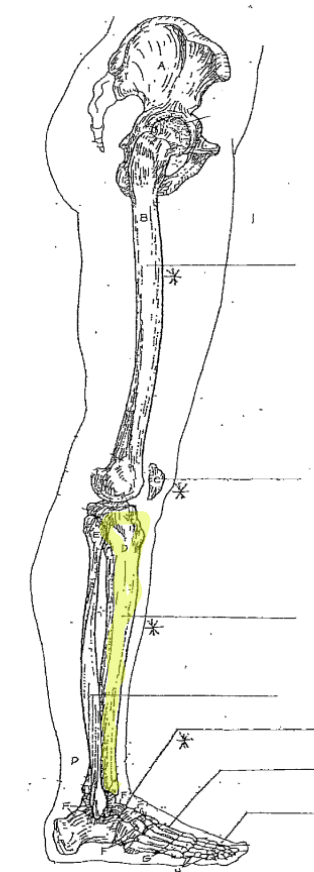 <p>What is the highlighted part of the leg? </p>