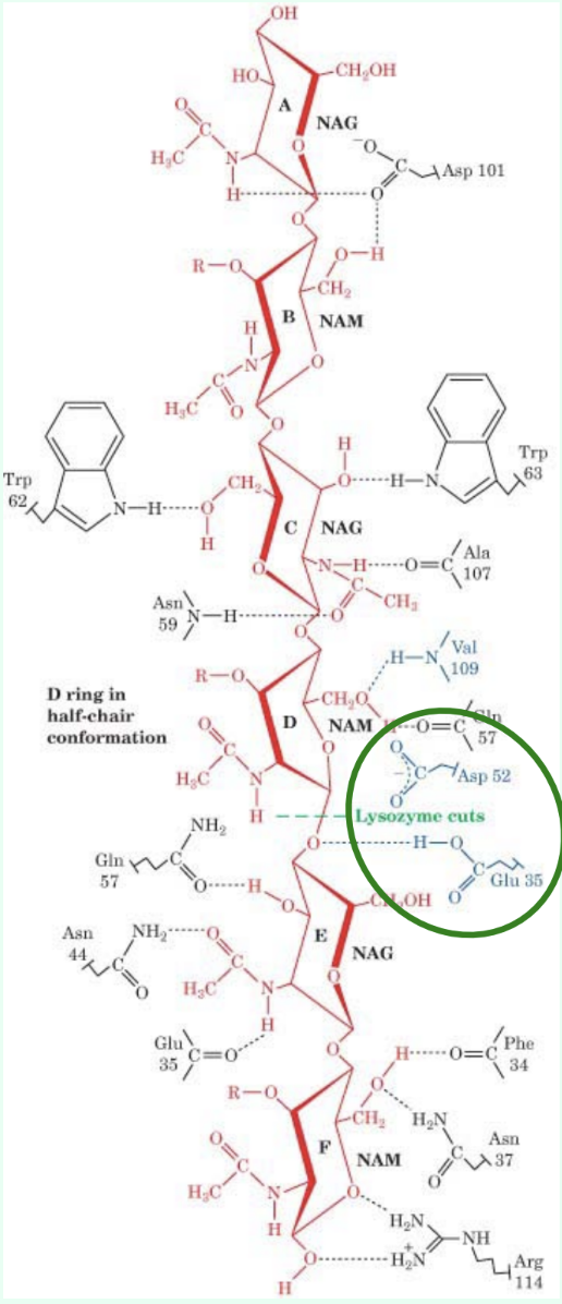 <p>Glu35 and Asp52.</p>