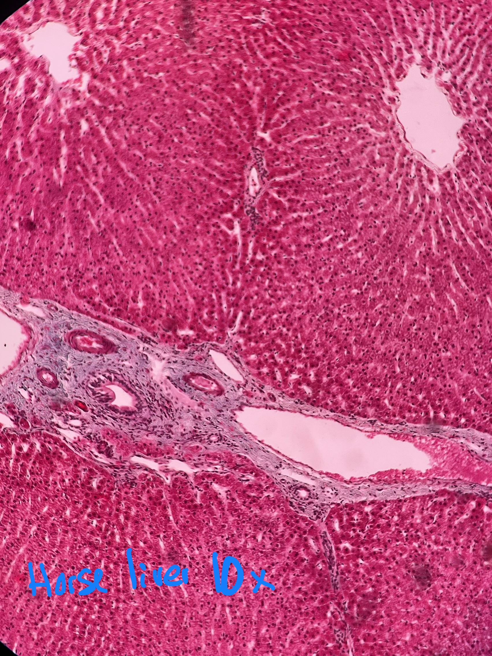 <p>What kind of cell arrangement is present here?</p>