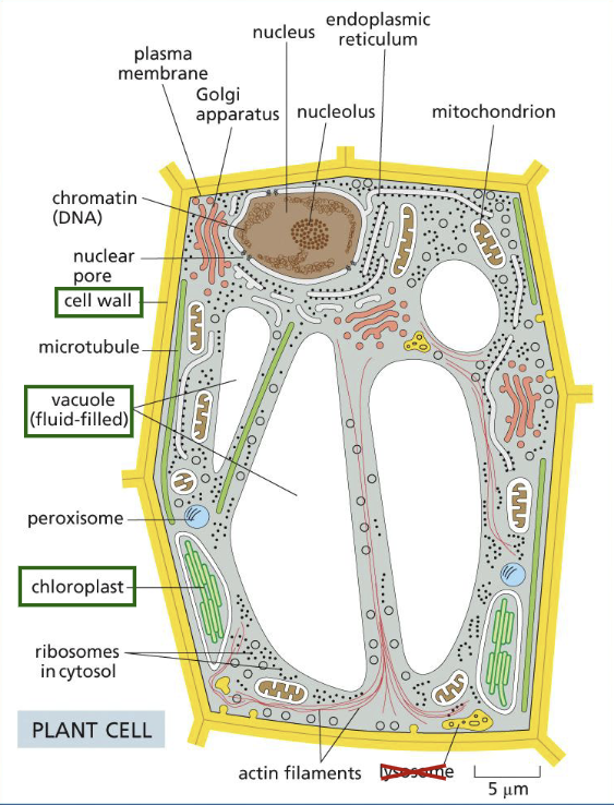 <p>chloroplast, not found in animal cells</p>