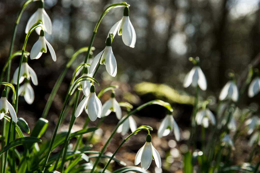 <p>Galanthus nivalis</p>