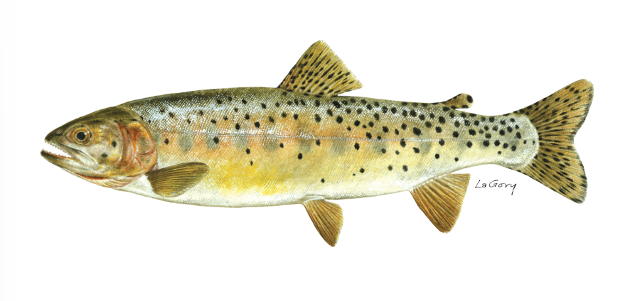 <p>Bonneville cutthroat trout</p>