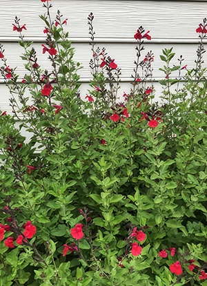 <p>Square stems</p><p>opposite</p><p>“spicy” smell</p><p>flowers on terminal end that are tubular</p><p>small, smooth leaves</p><p>sub-shrub - woody on bottom herbaceous on top</p><p>perfect flower</p>