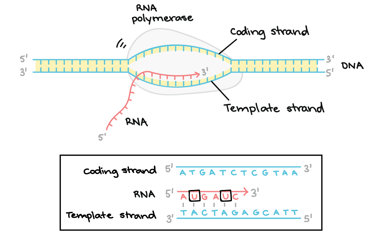 <p>RNA polymerase open small bubble in dsDNA and synthesise complementary RNA using DNA template strand; RNA sequence matches DNA except U replaces T</p>