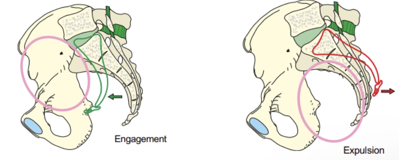<p>VRAI : 1er temps de l’accouchement : ouverture du détroit sup par contre-nutation, 2e temps : ouverture du détroit inf par nutation</p>