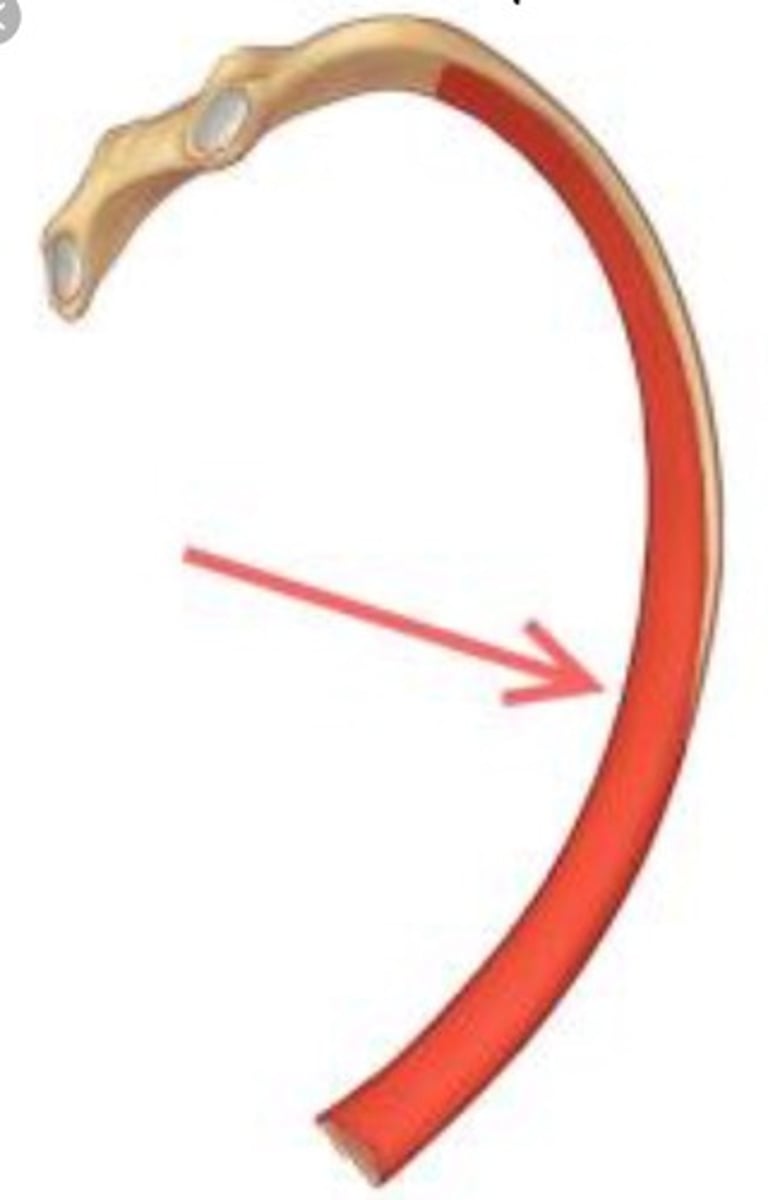 <p>Long curved portion</p>