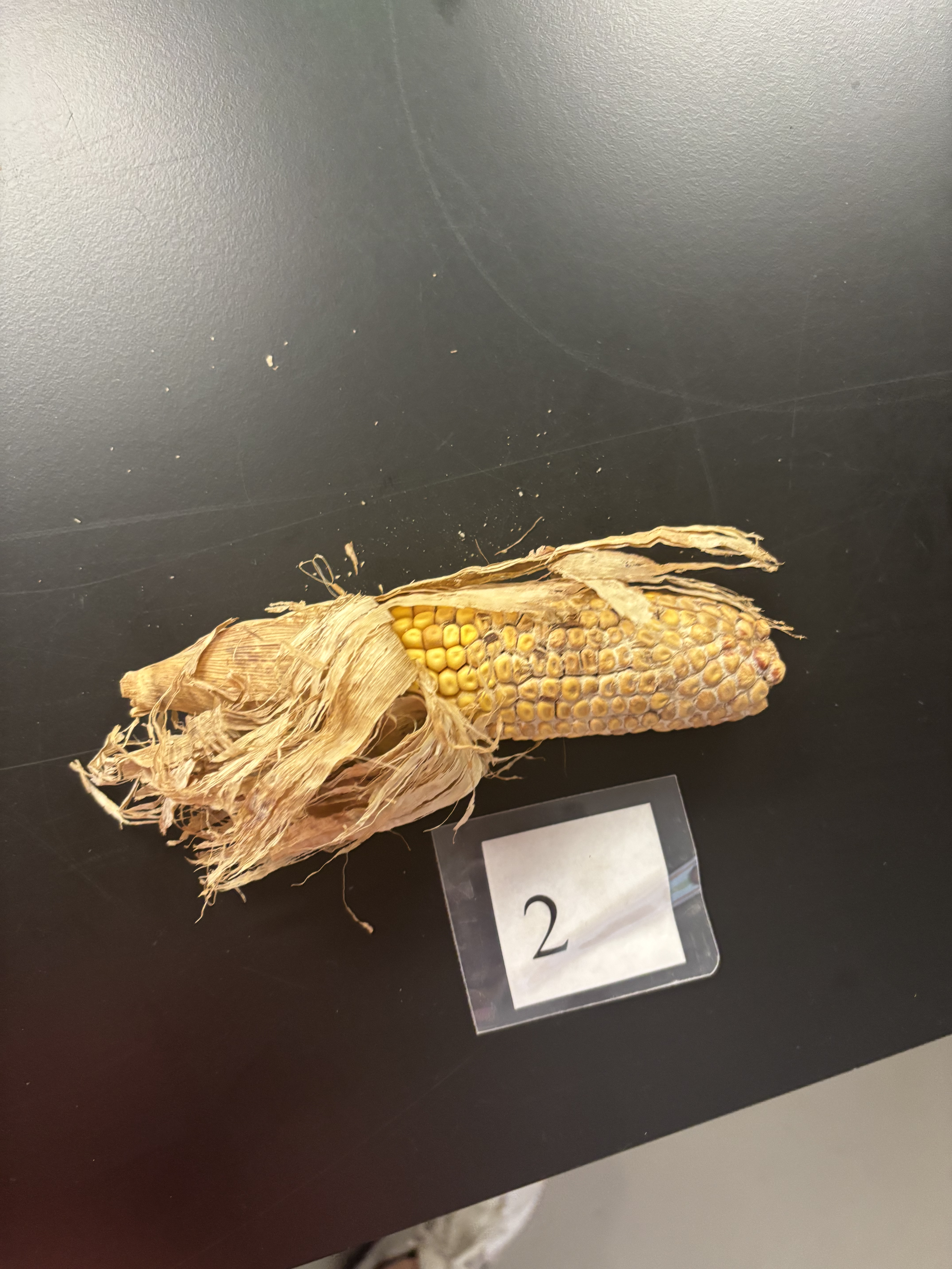 <p>infection occurs with prolonged wet conditions in late vegetative stages through silking. kernels develop normally but are colonized and degraded by fungus</p>