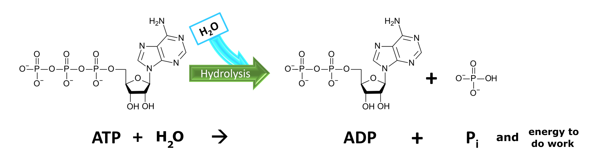 <p>When the third phosphate is is removed by hydrolysis there is a small, sufficient amount of energy released.</p>