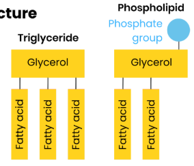 <p><strong>Triglyceride</strong>: one glycerol + <strong>three </strong>fatty</p><p>acids</p><p><strong>Phospholipid</strong>: one glycerol + <strong>two </strong>fatty</p><p>acids + one phosphate group</p><p>Triglycerides are non-polar and</p><p>hydrophobic</p><p>Phospholipids have a polar</p><p>(hydrophilic) head and non-polar</p><p>(hydrophobic) tails</p>
