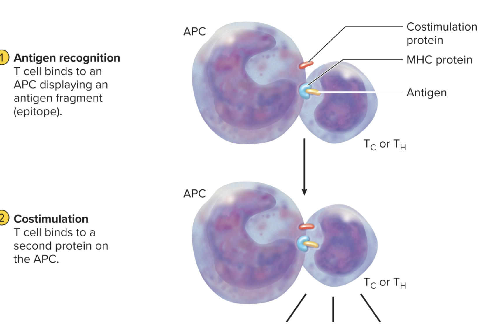 <p>MHC-2 Protein</p>