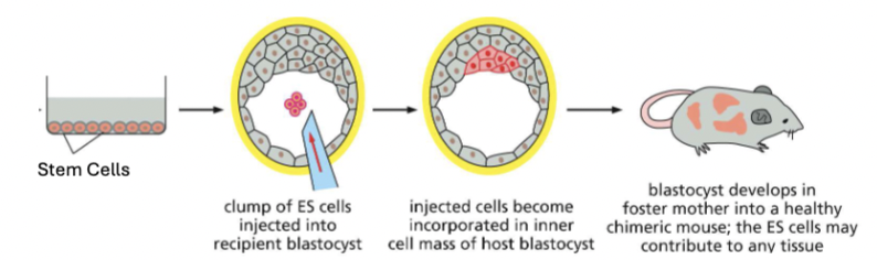 <ul><li><p>If the cells go to all three germ layers (anywhere on organism, we call it Pluripotent</p></li><li><p>If the cells only create a few type of related tissues, we call it Multipotent</p></li><li><p>If the cells only create one cell type we call it Unipotent. (Aka: Monopotent)</p></li></ul><p></p>