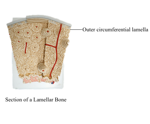 <p>layers of calcified bones matrix that run parallel to the circumference of a long bone’s shaft, wrapping around the entire bone</p>