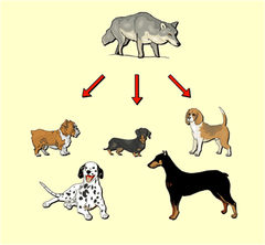<p>Process by which humans select one or more desirable genetic traits in the population of a plant or animal species and then use selective breeding to produce populations containing many individuals with the desired traits.</p>