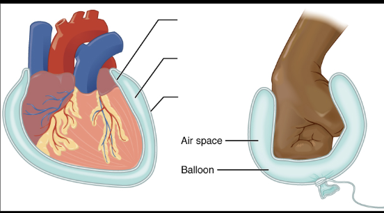 <p><span style="background-color: transparent;">Serous membrane that <strong>lies on top of the heart</strong>. </span></p>