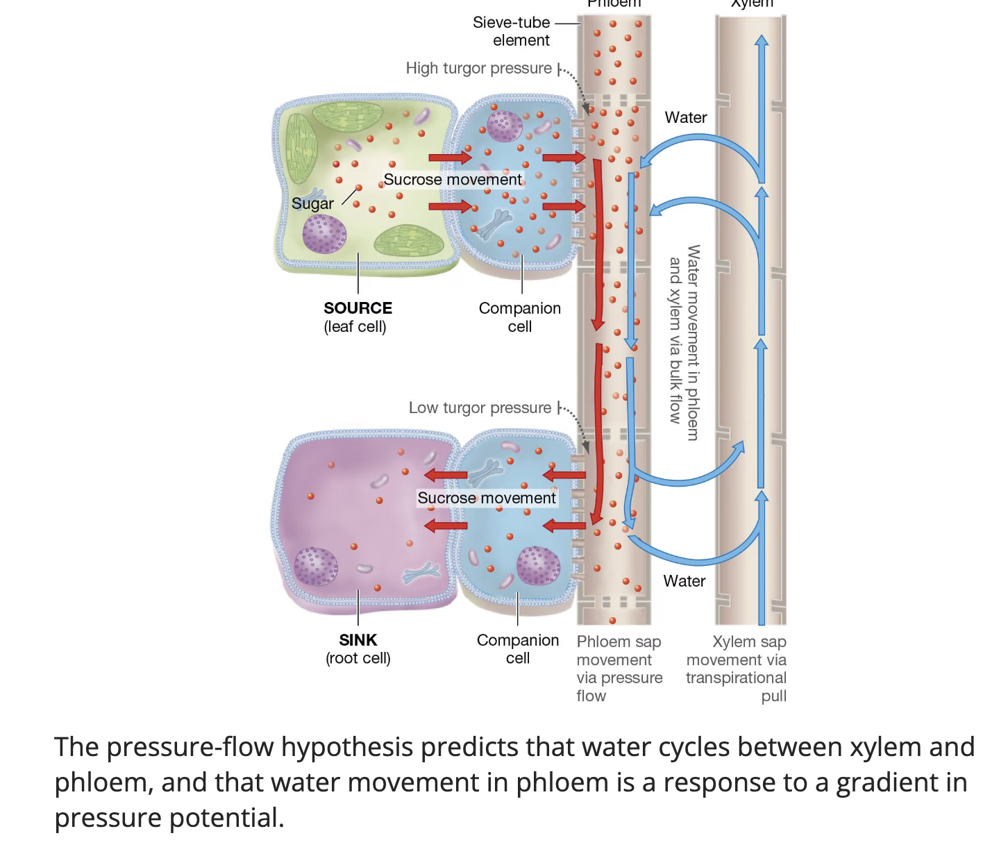 <p>What cell first receives sucrose during phloem loading?</p>