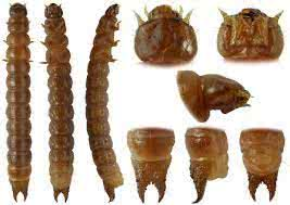 <p><span><strong>a </strong></span>form<span><strong> of an </strong></span>insect<span><strong> or an </strong></span>animal<span><strong> such as a frog that has </strong></span>left<span><strong> </strong></span>its<span><strong> </strong></span>egg<span><strong> but has not </strong></span>yet<span><strong> </strong></span>developed<span><strong> into a pupa or </strong></span>adult<span><strong> </strong></span>insect<span><strong> or </strong></span>animal</p><p></p>