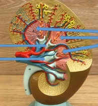 <p>name the parts</p>