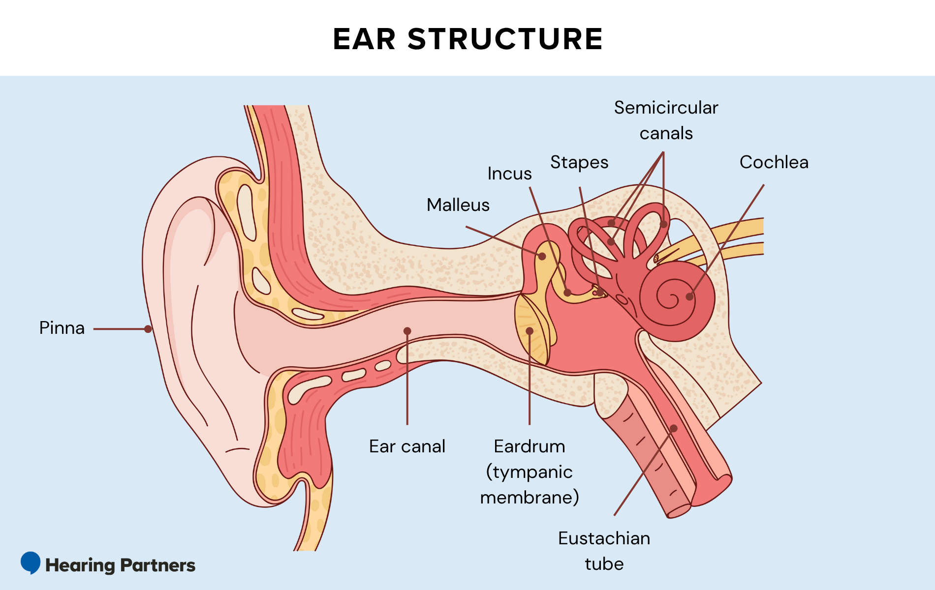 <p>Tympanic Membrane (eardrum) —> Ossicles (little bones) —> Oval Window —> Cochlea (fluid-filled)</p>