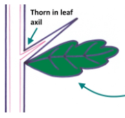 <p>thorn</p>