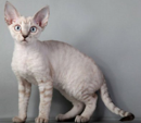 <p>welk type kat is dit</p>