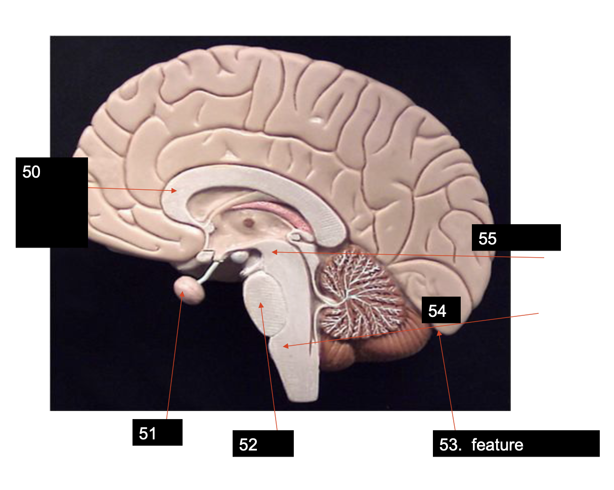 <p>55</p>