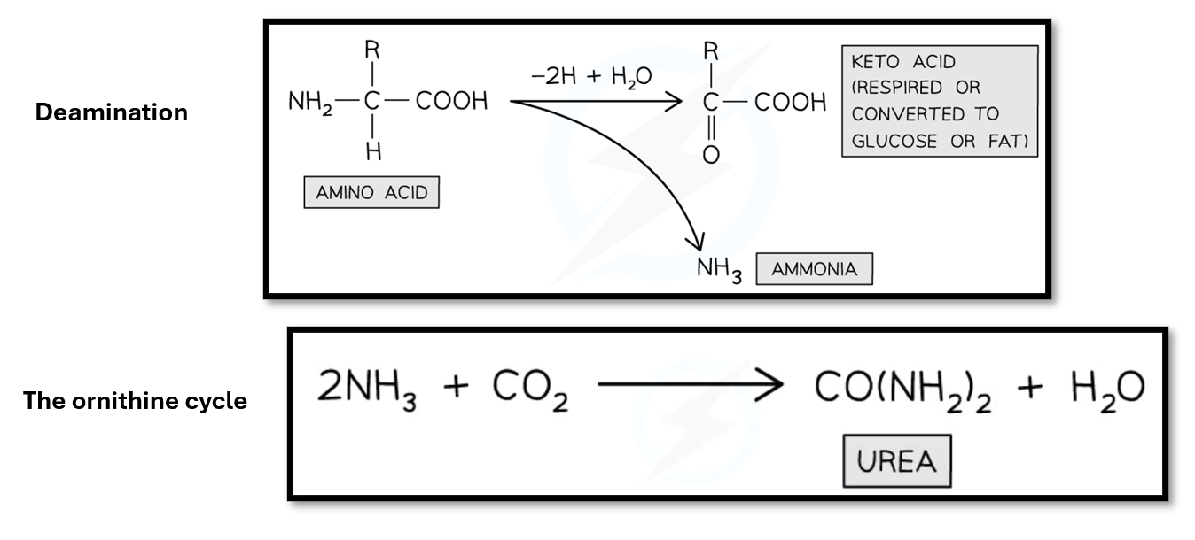 <ol><li><p><span style="line-height: 115%;">Ammonia is produced when amino acids undergo deamination in the liver, which removes the amino group</span></p></li><li><p><span style="line-height: 115%;">Ammonia is harmful & needs to be converted into a less toxic form, so it combines with carbon dioxide in the ornithine cycle to form urea</span></p></li><li><p>Urea is transported in the blood to the kidneys, where it is excreted in urine</p></li></ol><p></p>