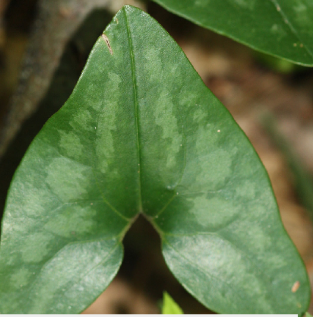 <p>Hexastylis arifolia</p>
