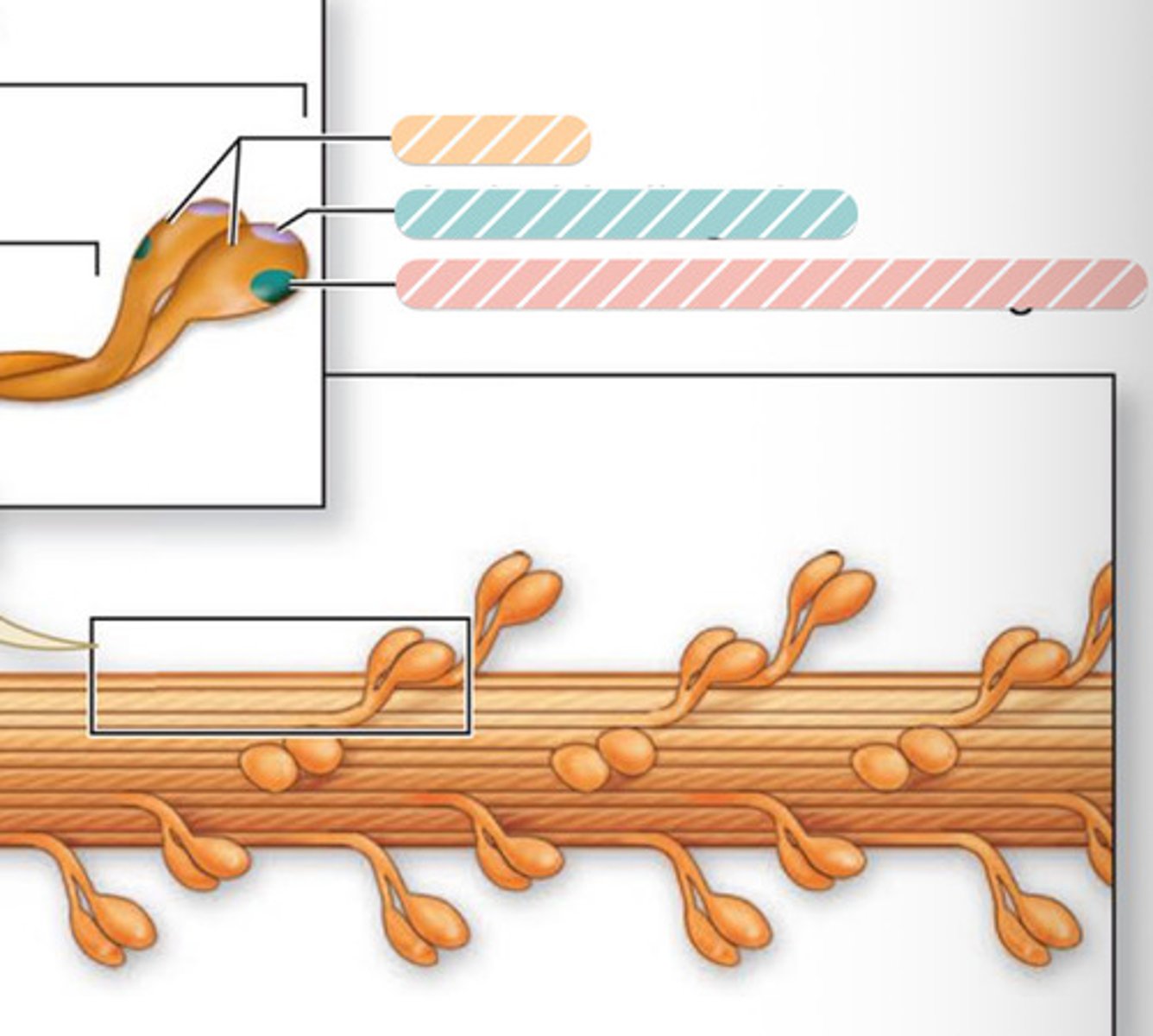 <p>on myosin serves as the motor's engine</p>