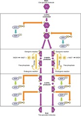 <p>The process that converts one glucose molecule into two pyruvic acid molecules.</p>