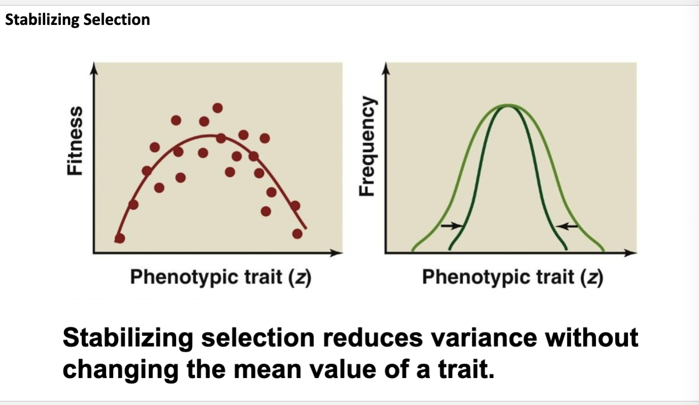 <p>Reduces variation in trait values in the population but does not change the mean</p>
