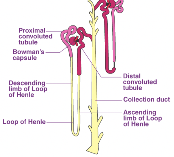 <p>Loop Diuretics</p>