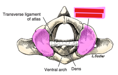 <p>Q: The …… of the atlas consists of two cotyloid cavities that meet ventrally </p><p>A. Caudal articular fovea </p><p>B. Dorsal sacral foramina </p><p>C. Lamina ventralis </p><p>D. Cranial articular fovea</p>