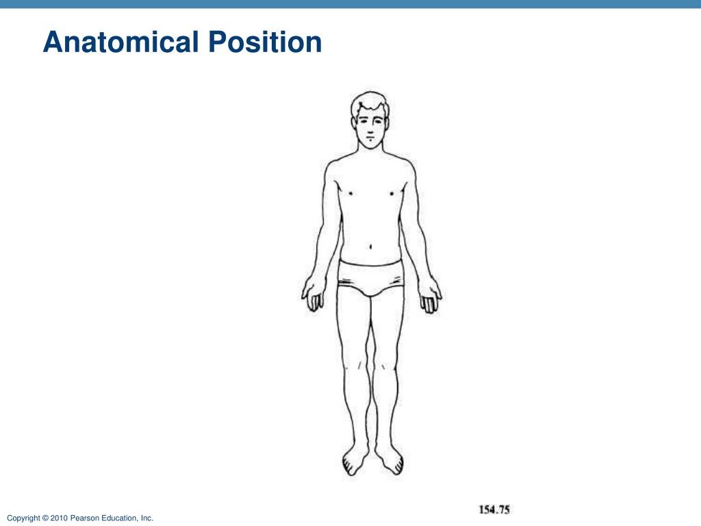 <p>Body erect, feet slightly apart palms facing forward with thumbs positioning away from body</p>