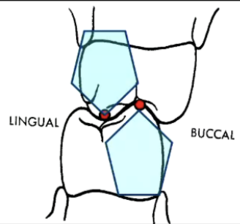 <p>- cusps that crush food into the opposing fossae and/or between the marginal ridges</p><p>- lingual of maxillary</p><p>- buccal of mandibular</p>