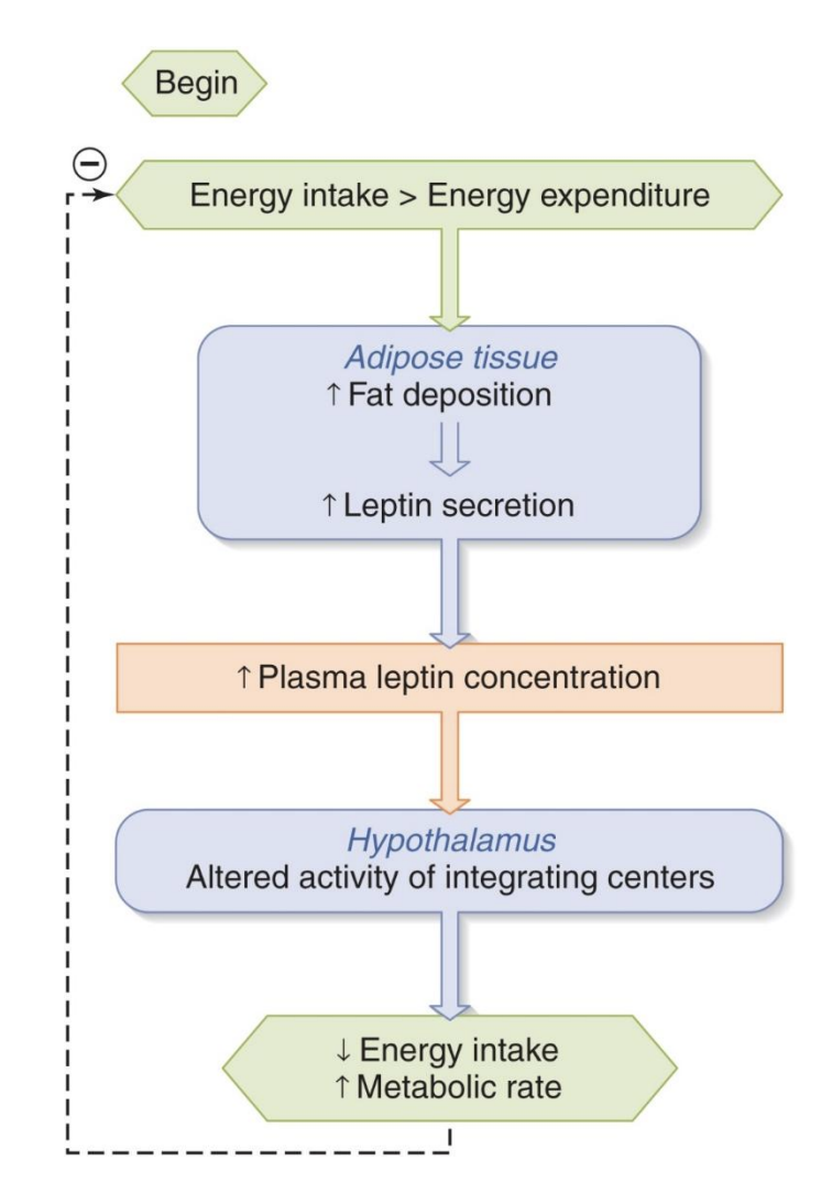 <p>-Produced by adipose tissue (*increase adipose=increase leptin)</p><p><em>-Inhibits</em> neurons<mark data-color="blue" style="background-color: blue; color: inherit;"> in </mark><strong><mark data-color="blue" style="background-color: blue; color: inherit;">hypothalamus</mark></strong><mark data-color="blue" style="background-color: blue; color: inherit;"> that stimulate appetite</mark></p><p><mark data-color="blue" style="background-color: blue; color: inherit;">-Increases BMR</mark></p><p>-Wonder drug for weight loss?: Nope (*bc can become resistent to it; GLP1s more effective and also effect satiety signals)</p>