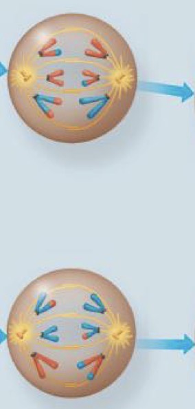 <p>Lack of SGO allows the enzyme, separase, to degrade Rec8 at centromere region of sister chromatids. Enables sister chromatids to separate. Chromatids move towards opposite poles as individual chromosomes. </p>