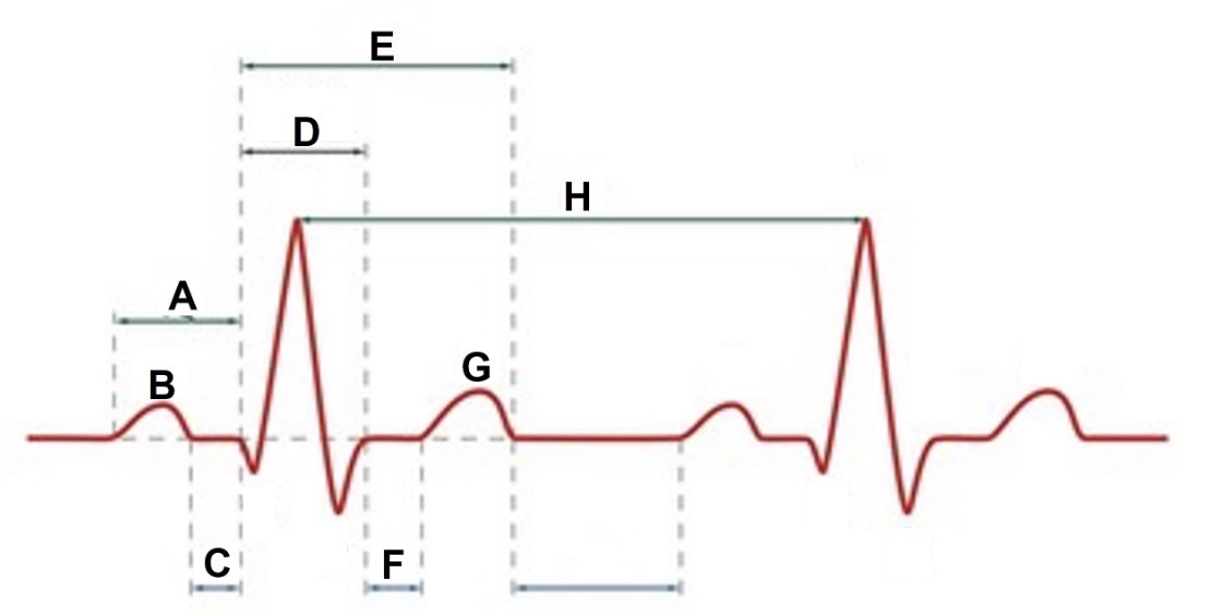 <p>C</p>